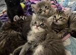 The Lucky Seven - Siberian Cat For Sale - Hopatcong, NJ, US