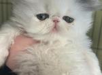 Lexi babies - Persian Cat For Sale - Saylorsburg, PA, US