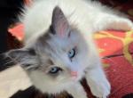 Female Bicolor mitted - Ragdoll Cat For Sale - Columbia, PA, US