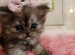 Dolly - Scottish Straight Cat For Sale - MI, US