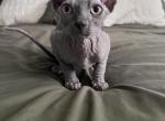 Blue Elf TICA - Sphynx Cat For Sale - Hemet, CA, US