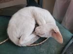 Escapey - Siamese Cat For Sale - Co Spgs, CO, US