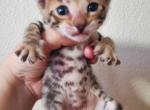 Romeo & Juliet's kittens - Bengal Cat For Sale - Henderson, NV, US