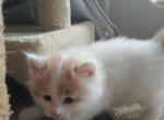 Snowball - Turkish Van Cat For Sale - West Springfield, MA, US