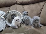 Blue Scottish Kittens - Scottish Fold Cat For Sale - Nicholasville, KY, US