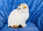 Bonny - Scottish Fold Cat For Sale - Hollywood, FL, US