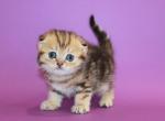 Quentin - Scottish Fold Cat For Sale - Hollywood, FL, US