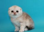 Queen - Scottish Fold Cat For Sale - Hollywood, FL, US