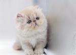 Confetti - Persian Cat For Sale - Hollywood, FL, US