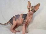 Queen - Sphynx Cat For Sale - Norwalk, CT, US