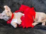 Laisan - Sphynx Cat For Sale - Norwalk, CT, US