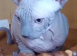 Mars - Sphynx Cat For Sale - Norwalk, CT, US