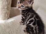 Sandra - Bengal Cat For Sale - Norwalk, CT, US