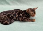 Archi - Bengal Cat For Sale - Norwalk, CT, US