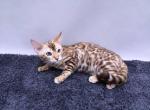 Alex - Bengal Cat For Sale - Norwalk, CT, US