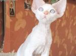 Charodey - Devon Rex Cat For Sale - Norwalk, CT, US