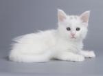 Vityaz - Maine Coon Cat For Sale - Norwalk, CT, US