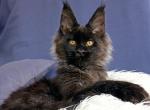 Hit - Maine Coon Cat For Sale - Norwalk, CT, US