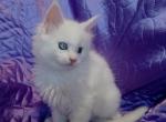 Legion - Maine Coon Cat For Sale - Norwalk, CT, US