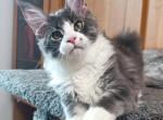 Kio - Maine Coon Cat For Sale - Norwalk, CT, US