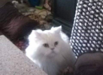 Buttercup and Sebastian - Persian Kitten For Sale - Baton Rouge, LA, US