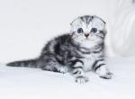 Lavanda - Scottish Fold Cat For Sale - Hollywood, FL, US