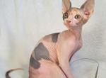 Quickly - Sphynx Cat For Sale - Norwalk, CT, US