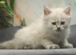 Sheri CFA certified - Siberian Cat For Sale - Ashburn, VA, US