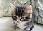 Tom Kitten - Munchkin Cat For Sale - Salem, OR, US