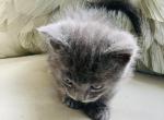Smoky - Munchkin Cat For Sale - Salem, OR, US