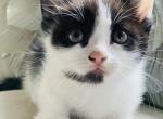 Lexie - Munchkin Cat For Sale - Salem, OR, US