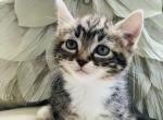 Posey - Munchkin Cat For Sale - Salem, OR, US