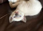 Seal male - Siamese Cat For Sale - Hampden, MA, US