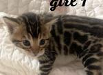 Sunlightbengals cattery - Bengal Cat For Sale - Chicago, IL, US