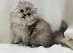 Louie - Persian Cat For Sale - Callahan, FL, US