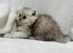 Boris - Persian Cat For Sale - Callahan, FL, US