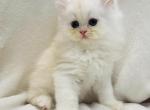 Max - Persian Cat For Sale - Callahan, FL, US