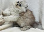 Daisy - Persian Cat For Sale - Callahan, FL, US