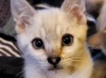 Snow Lynx Male Ghost - Bengal Cat For Sale - Bradner, OH, US