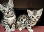 Joon and Bruce Lee - Bengal Cat For Sale - Bradner, OH, US