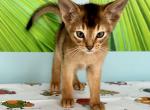 XTrail - Abyssinian Cat For Sale - Odesa, Odessa Oblast, UA