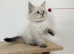 Siberian Kitten Red Collar - Siberian Cat For Sale - Rosenberg, TX, US