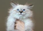 Siberian Kitten Black Collar - Siberian Cat For Sale - Rosenberg, TX, US