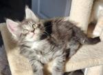 Gilligan - Maine Coon Cat For Sale - Russellville, MO, US