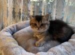 Bambby - Scottish Straight Cat For Sale - Brooklyn, NY, US