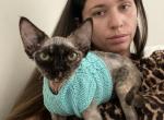 Ariel - Devon Rex Cat For Sale - Brooklyn, NY, US