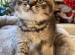 Baron - Scottish Straight Cat For Sale - Brooklyn, NY, US