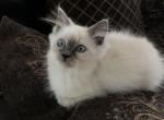 Laylas litter - Himalayan Cat For Sale - Vestal, NY, US