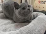 Ben - British Shorthair Cat For Sale - Rancho Cucamonga, CA, US