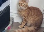 Dantes - Maine Coon Cat For Sale - Staten Island, NY, US